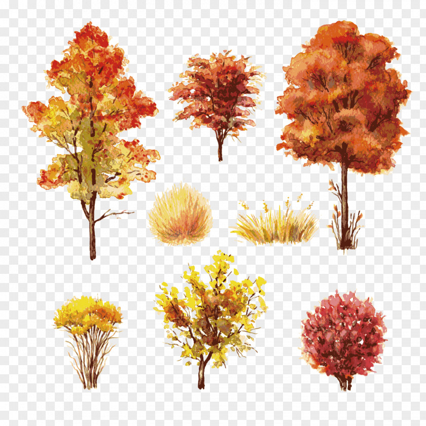 Autumn Trees Shrub Leaf Color Tree PNG