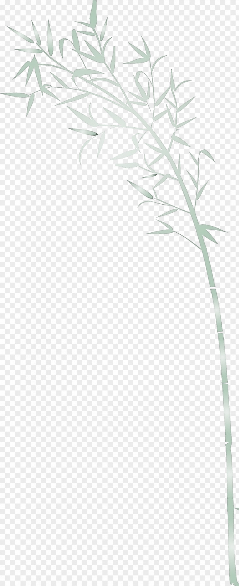 Bamboo Leaf PNG