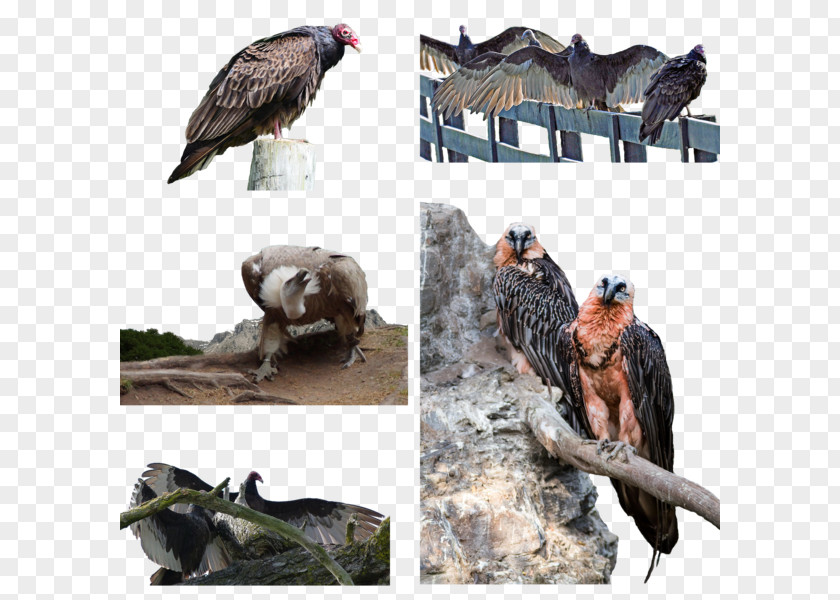 Chasing Love Vulture Fauna Wildlife Beak PNG