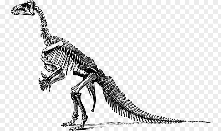 Dinosaur Tyrannosaurus Diplodocus Apatosaurus Triceratops Stegosaurus PNG