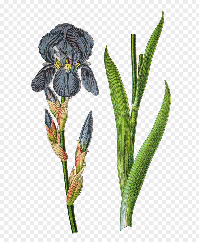 Iris Branch Herbs Illustrator Germany Germanica Pallida Variegata Sambucina PNG