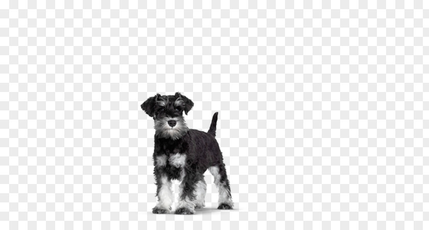 Miniature Schnauzer Morkie Schnoodle Puppy Havanese Dog PNG