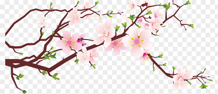 Peach Blossom Cherry Clip Art PNG