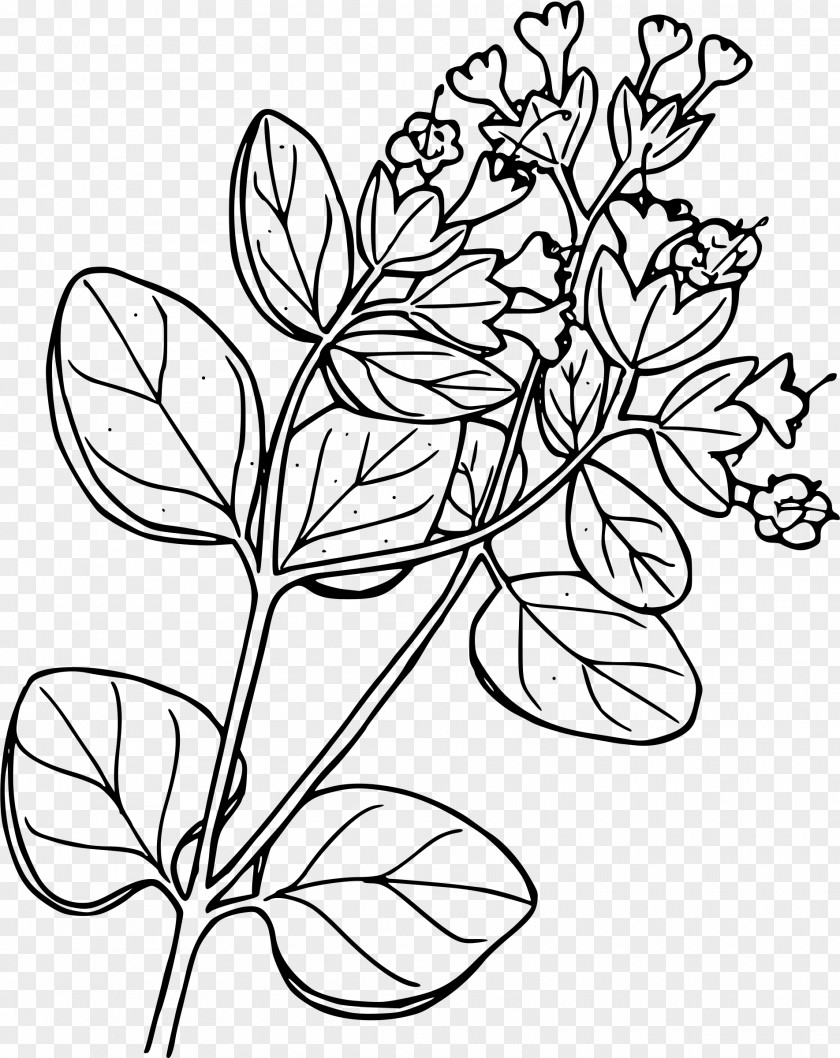 Plant Marvel-of-peru Clip Art PNG