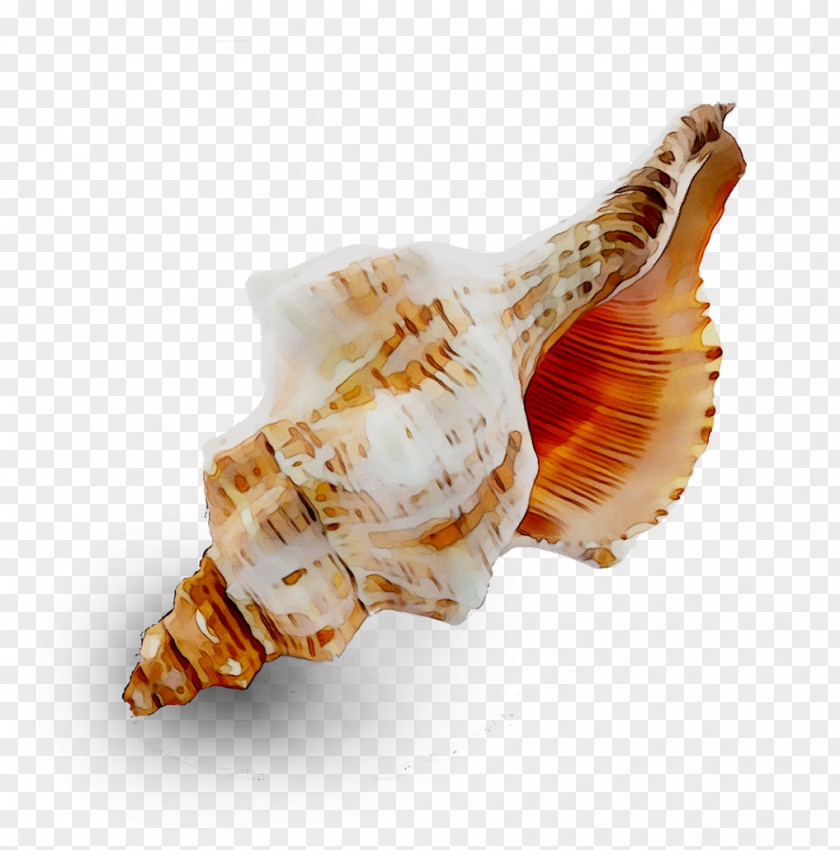 Seashell Conchology Trumpet Cockle PNG