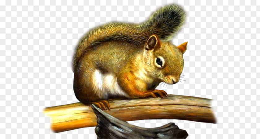 Squirrel Tree Chipmunk Rodent PNG