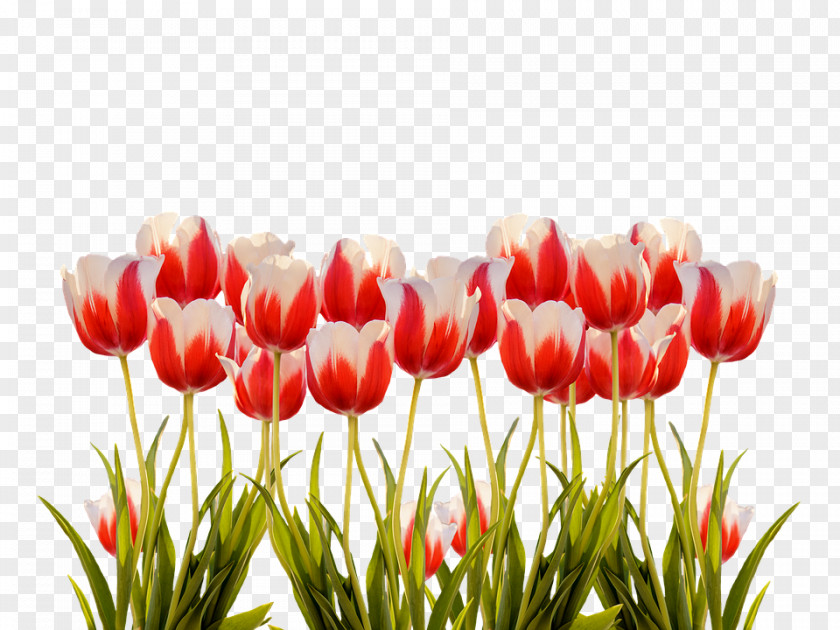Tulip Flower Image Clip Art PNG