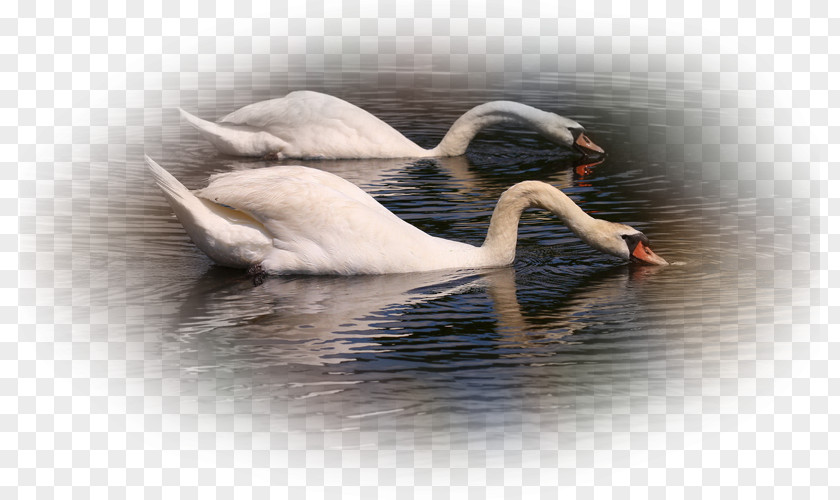 Bird Mute Swan Cygnini Desktop Wallpaper PNG