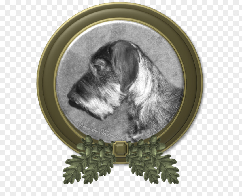Frodo Miniature Schnauzer Schnoodle Dog Breed Petit Basset Griffon Vendéen Wirehaired Pointing PNG