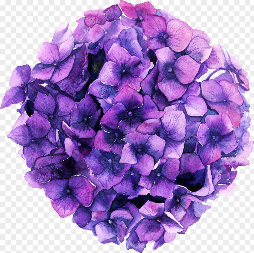Hortensia Hydrangea Blue Color Green Pink PNG