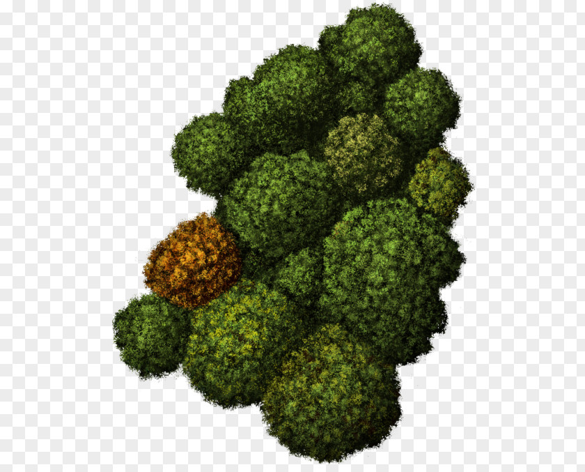 The Ancients Food Leaf Vegetable Tree Broccoli PNG