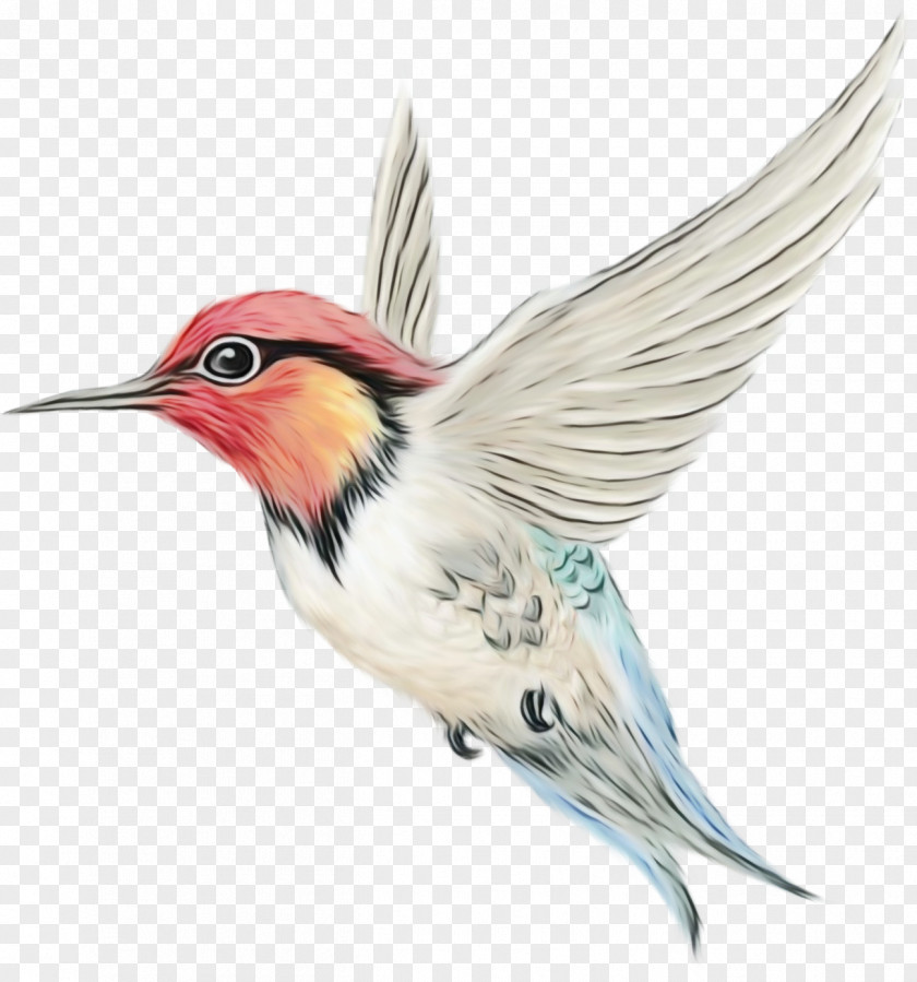 Woodpecker Songbird Robin Bird PNG