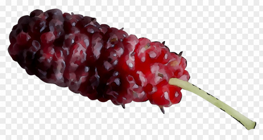 Boysenberry Tayberry Berries Red Mulberry Fruit PNG