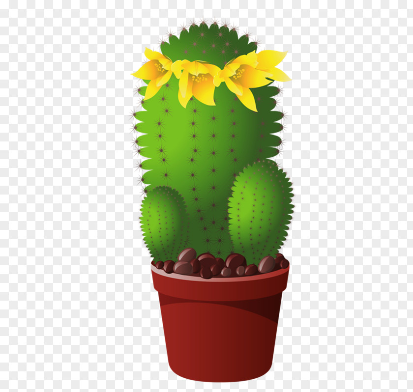 Cactus Flowers Cactaceae Et Succulentes Flower Clip Art PNG