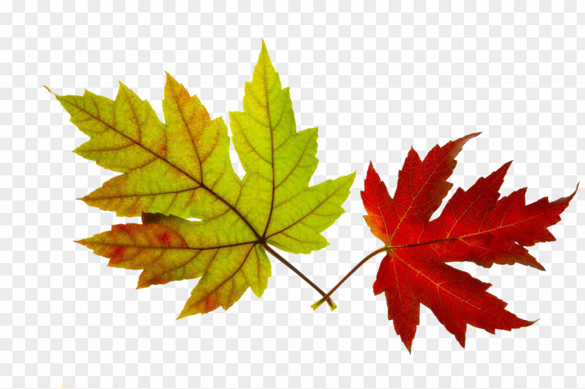 Color Maple Leaf Photography Royalty-free PNG
