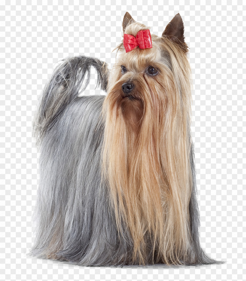 Croquettes Yorkshire Terrier Australian Silky Cairn Cat Food Companion Dog PNG