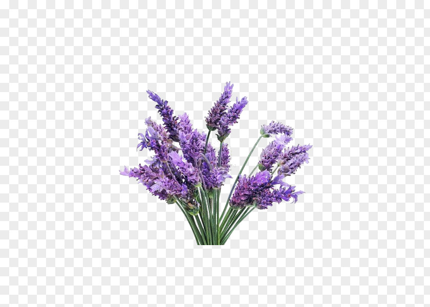 Flower English Lavender Essential Oil French PNG