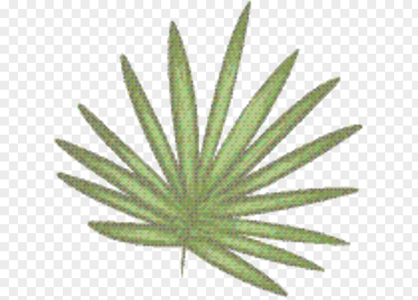 Perennial Plant Weed Palm Trees PNG