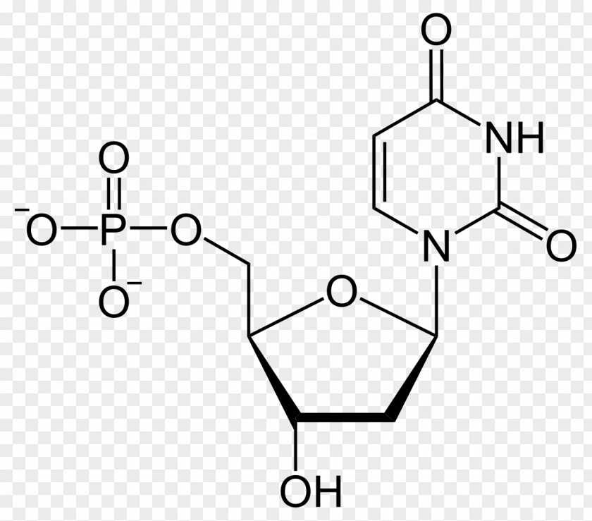 Thymidine Deoxyuridine Monophosphate Adenosine Uridine Diphosphate PNG