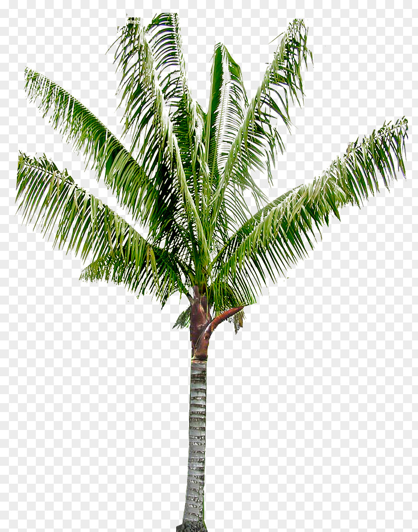 ต้นมะพร้าว Babassu Arecaceae Coconut Oil Palms Asian Palmyra Palm PNG