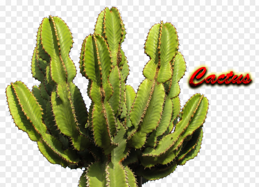 Cactus Cactaceae Saguaro PNG