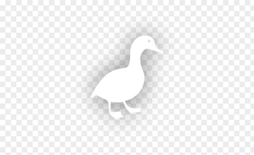 Chinese Duck Goose Cygnini White Feather PNG