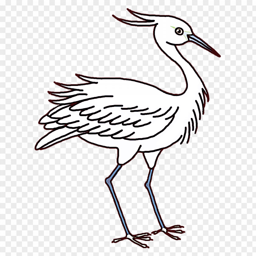 Crane Stork Birds Pelecaniformes White PNG