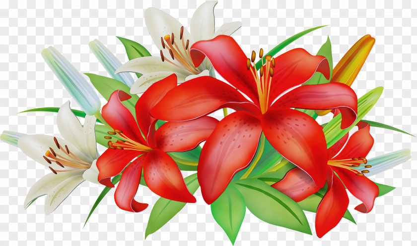 Flower Red Plant Petal Lily PNG