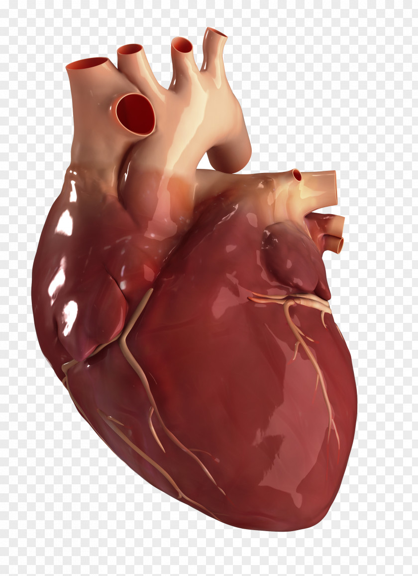 Heart Health Human Circulatory System Anatomy Body PNG