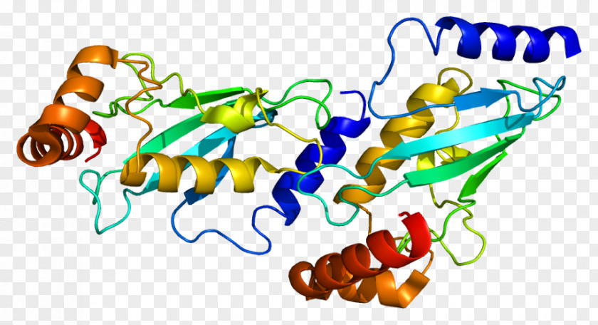 Lectin UBE2D1 Protein Ubiquitin Ligase UBE3A Ubiquitin-conjugating Enzyme PNG