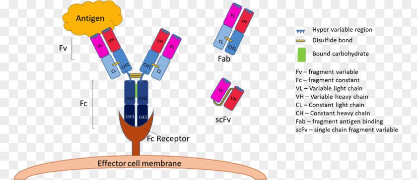Monoclonal Antibody Production Single-chain Variable Fragment Antigen-binding PNG