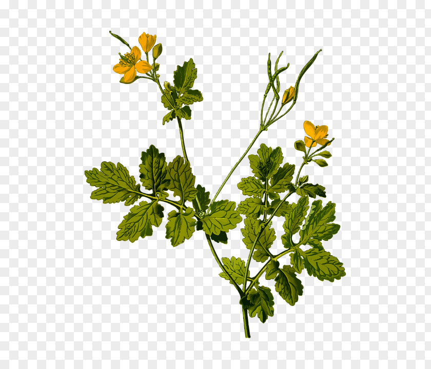 Plant Greater Celandine Köhler's Medicinal Plants Herb PNG