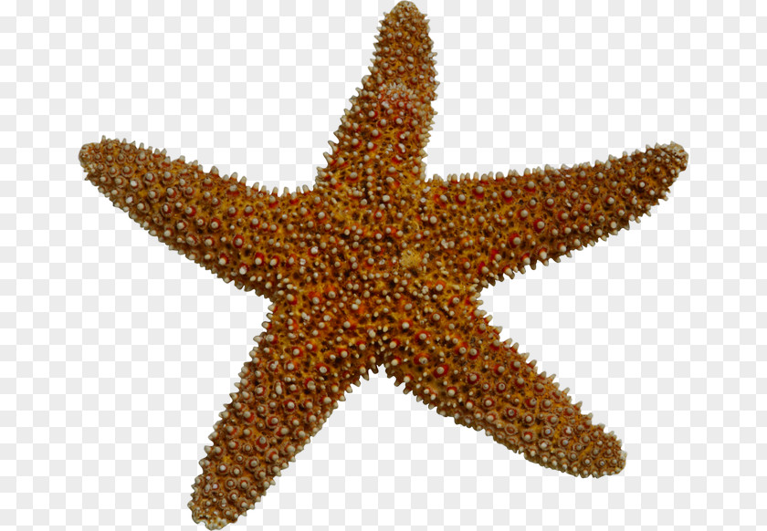 Starfish Sea Invertebrate Clip Art PNG