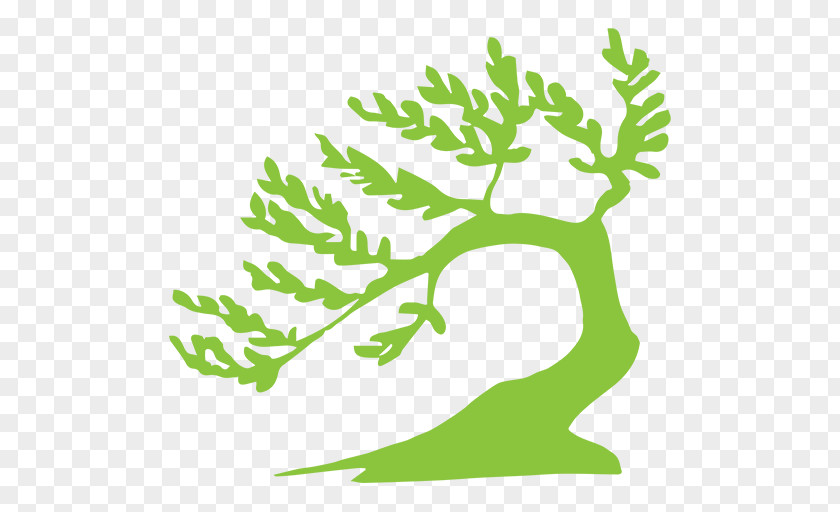 Twig Vascular Plant Green Leaf Background PNG