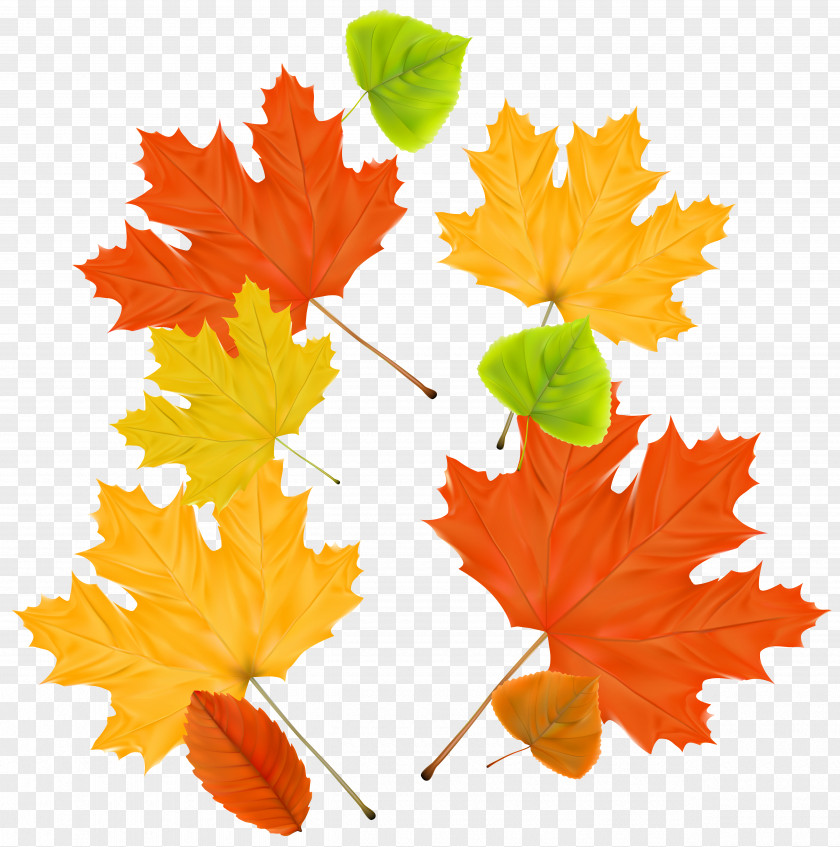 Autumn Leaves Maple Leaf PNG