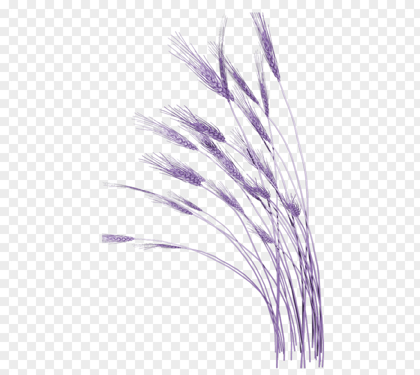 Blue Wheat Clip Art PNG