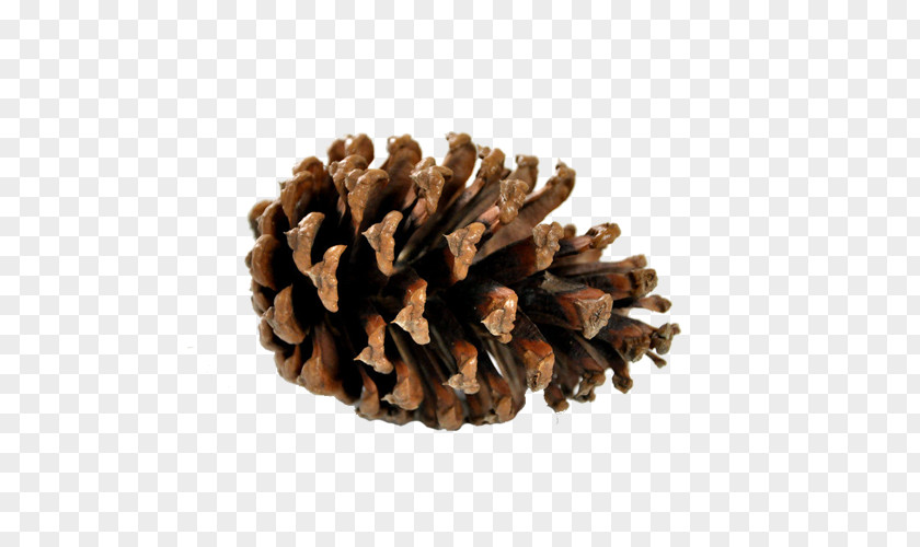 Brown Pine Cone Conifer Information Confectionery PNG