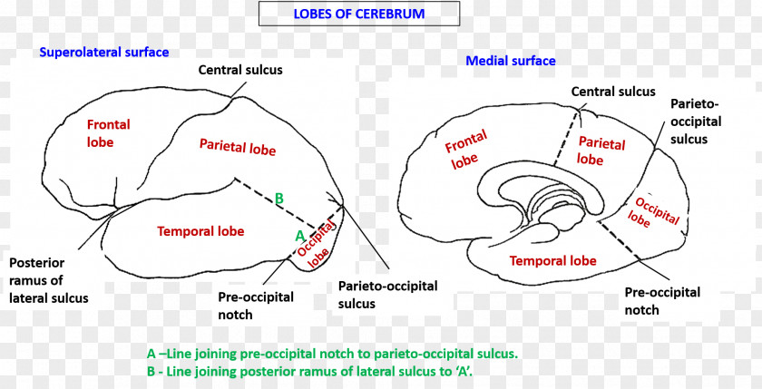 Cranial Longitudinal Fissure Lobes Of The Brain Cerebrum Cerebral Hemisphere PNG