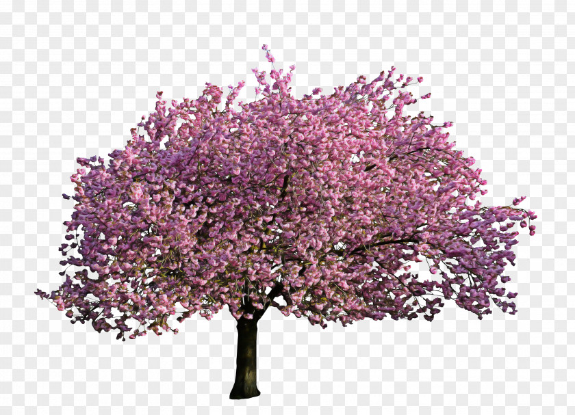 Prunus Malus Cherry Blossom Tree Drawing PNG