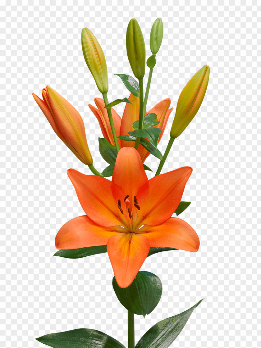 Royal Van Zanten Orange Lily Lilium ‘Casa Blanca’ アソート .la Cut Flowers PNG
