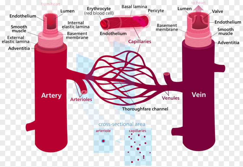 Structure Of Human Organs Blood Vessel Circulatory System Body Capillary PNG