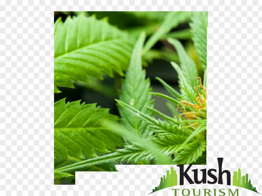 Cannabis Medical Hash, Marihuana & Hemp Museum Kush Sativa PNG