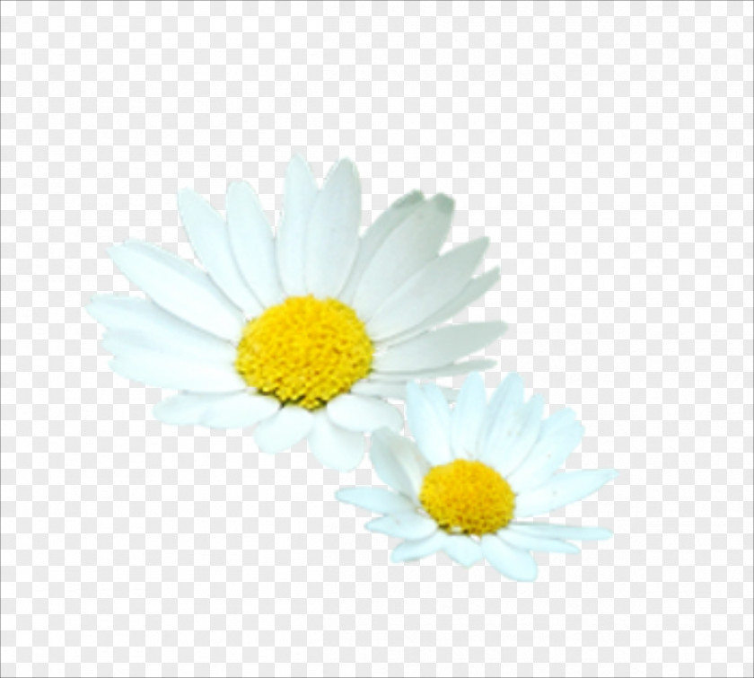 Chrysanthemum Flower White Euclidean Vector PNG