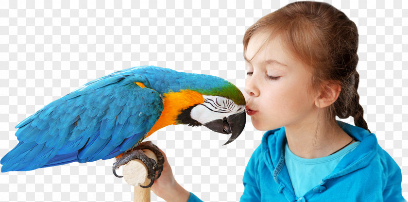 CRANE BIRD Parrot Pet Macaw Dog Cat PNG