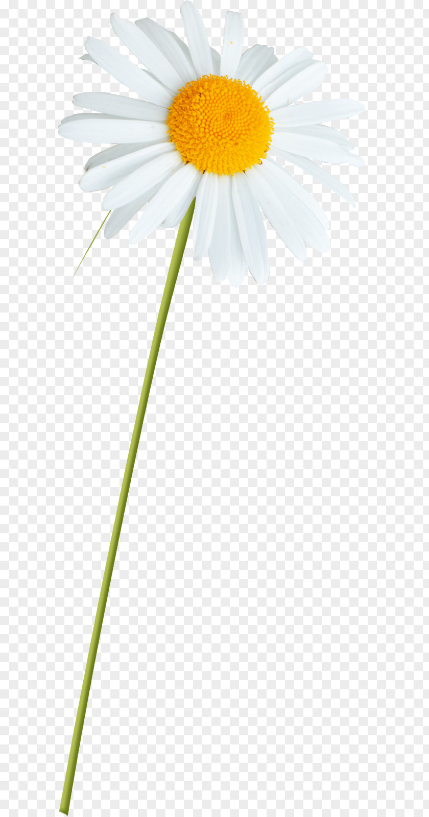Dandelion Daisy Family Floral Flower Background PNG