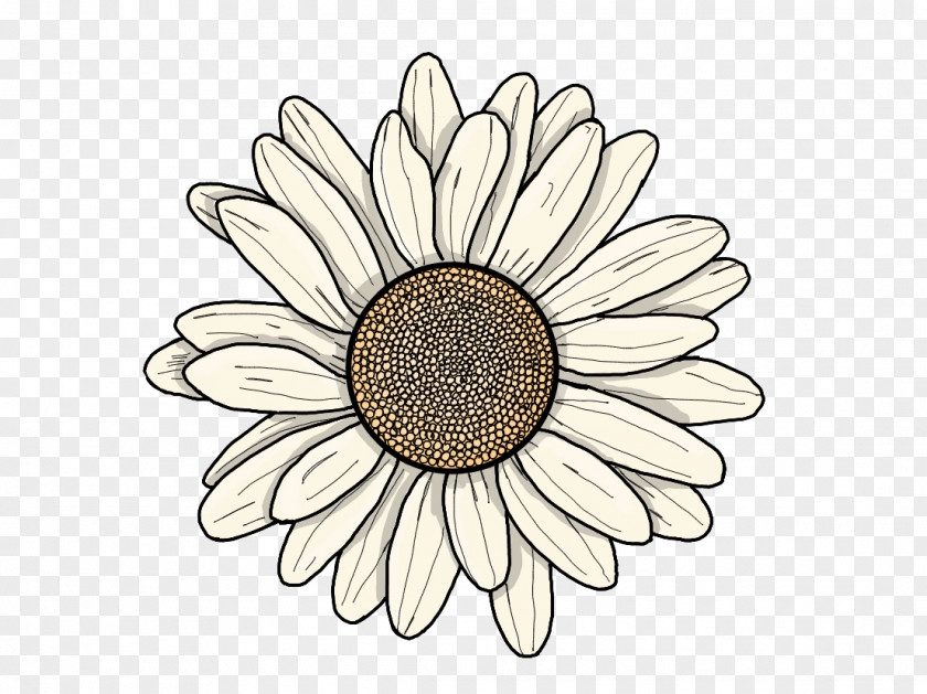 Dandelion Leaves Common Sunflower YouTuber Drawing Transvaal Daisy PNG