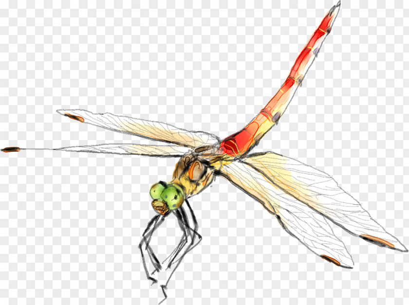 Dragonfly Insect Graphic Design PNG