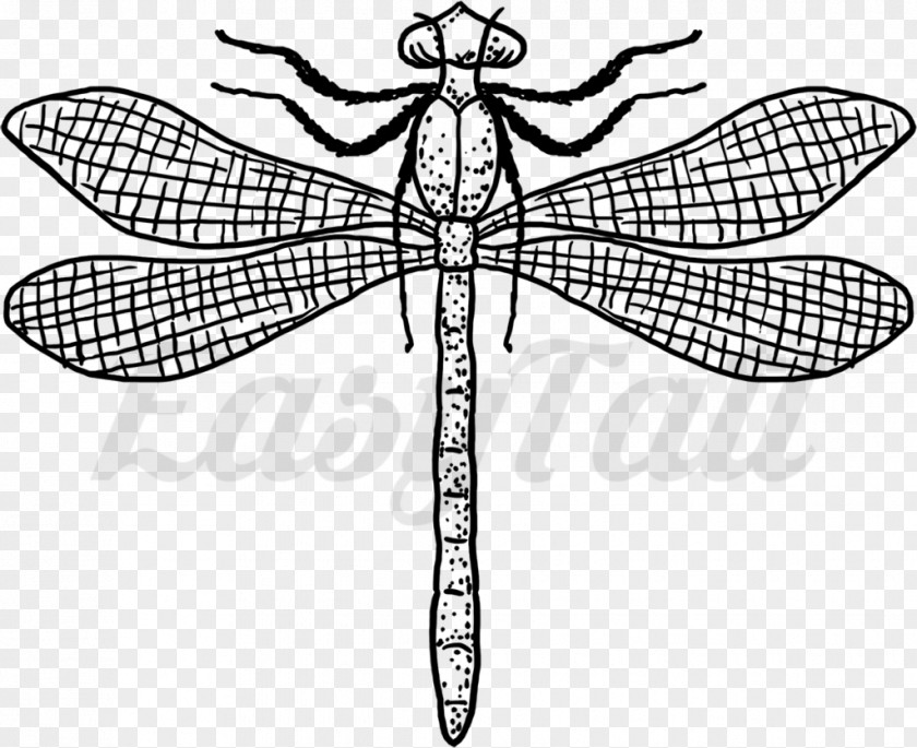 Dragonfly Insect Tattoo Line Art EasyTatt PNG