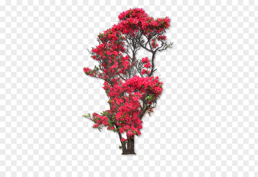 Flowering Trees Flower Rose PNG