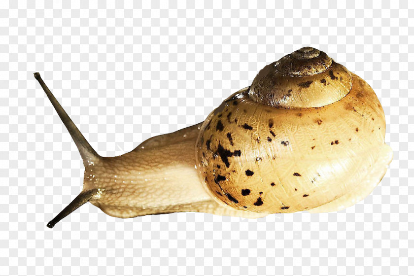Snails Snail Slime Orthogastropoda Slug Prosobranchia PNG